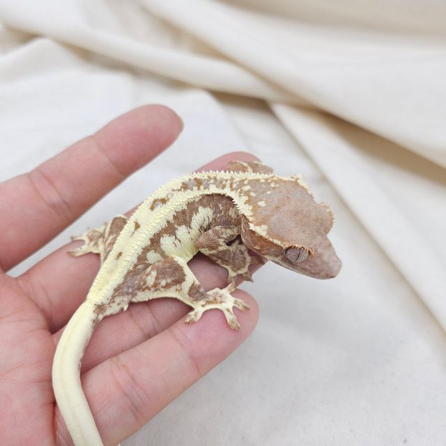 프라푸치노