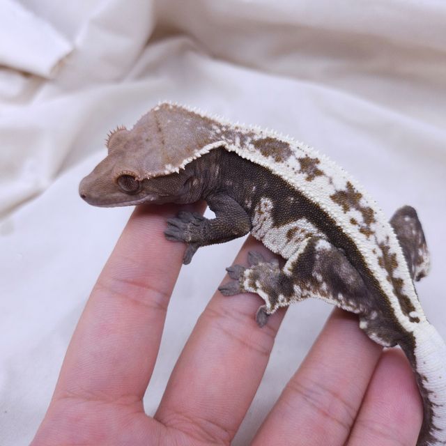 카푸치노