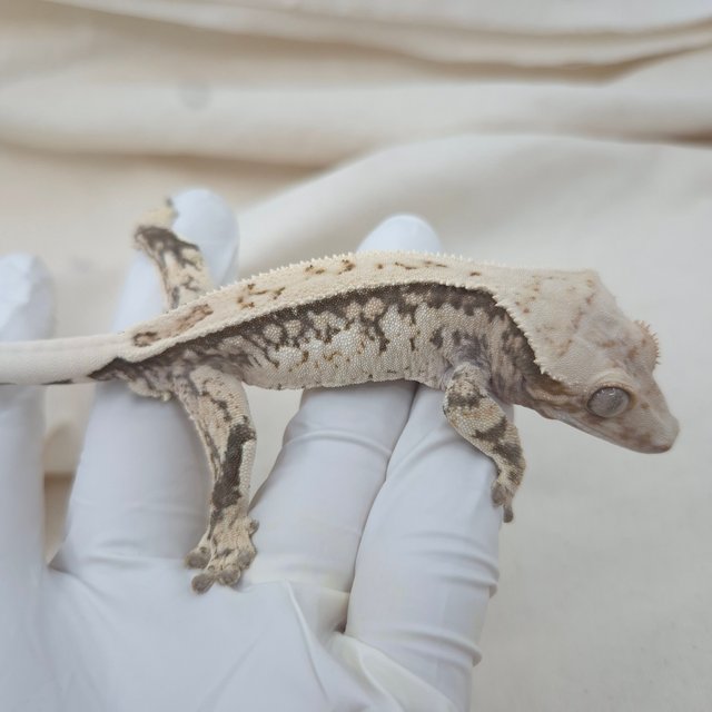 트라이 핀스트라이프 화이트스팟