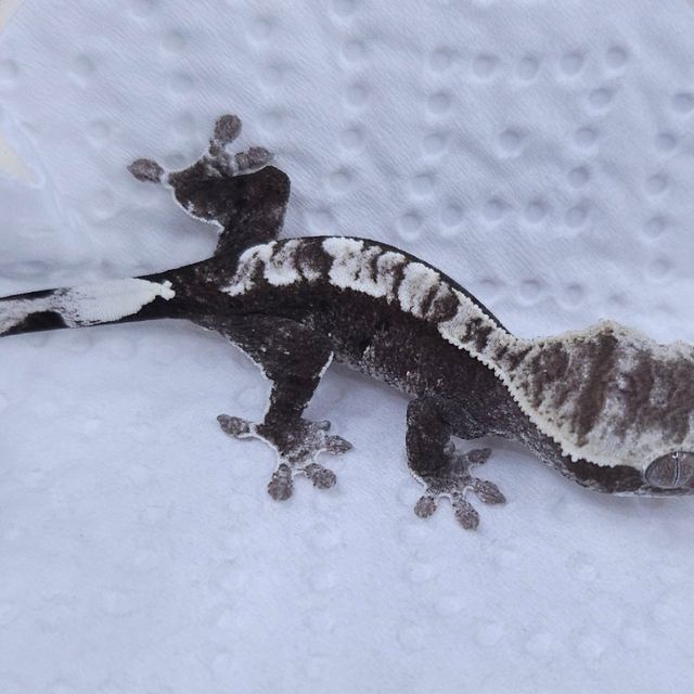 아잔틱
