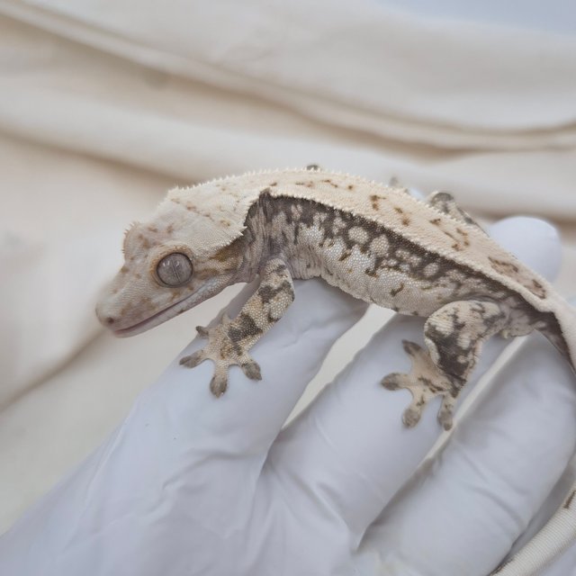 트라이 핀스트라이프 화이트스팟