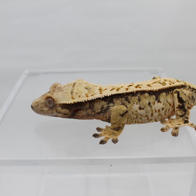 레이지 트라이