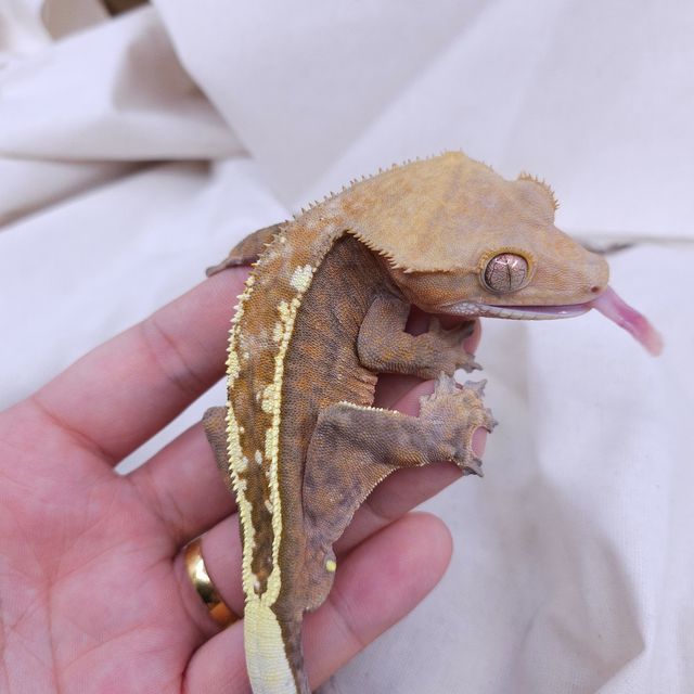 카푸치노