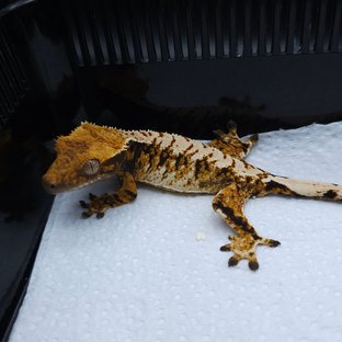 노멀 트라이 익스트림할리퀸