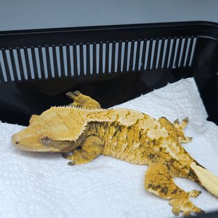 트라이 익스트림할리퀸