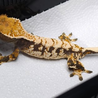 트라이 화이트크라운