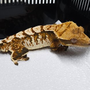 트라이 익스트림할리퀸 텐저린