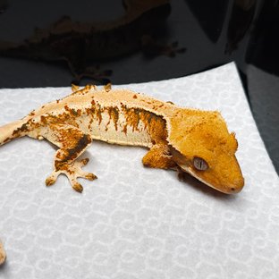 트라이 익스트림할리퀸 텐저린