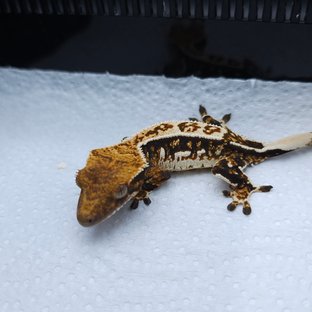 노멀 트라이 쿼드