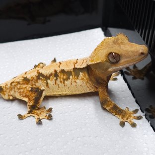 트라이 익스트림할리퀸