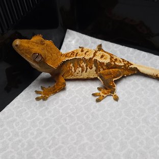 트라이 텐저린 익스트림할리퀸