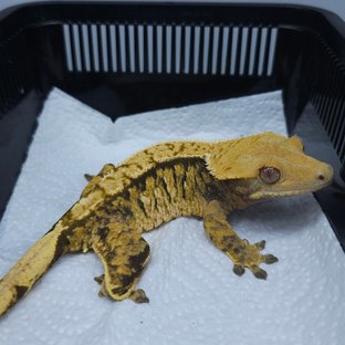 트라이 익스트림할리퀸