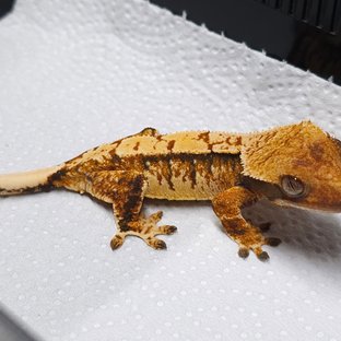 트라이 익스트림할리퀸 텐저린