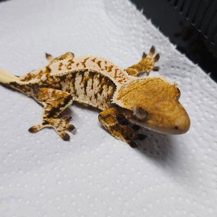 트라이 익스트림할리퀸