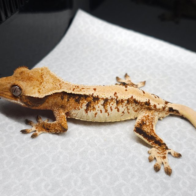 트라이 익스트림할리퀸 텐저린