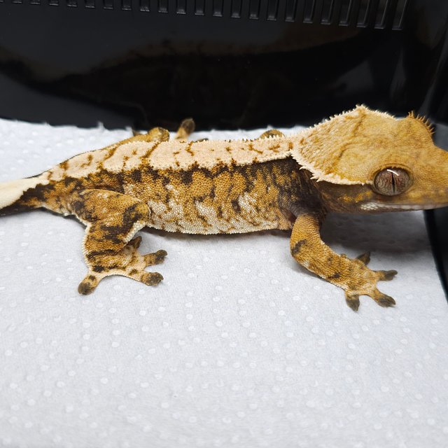 익스트림할리퀸 트라이