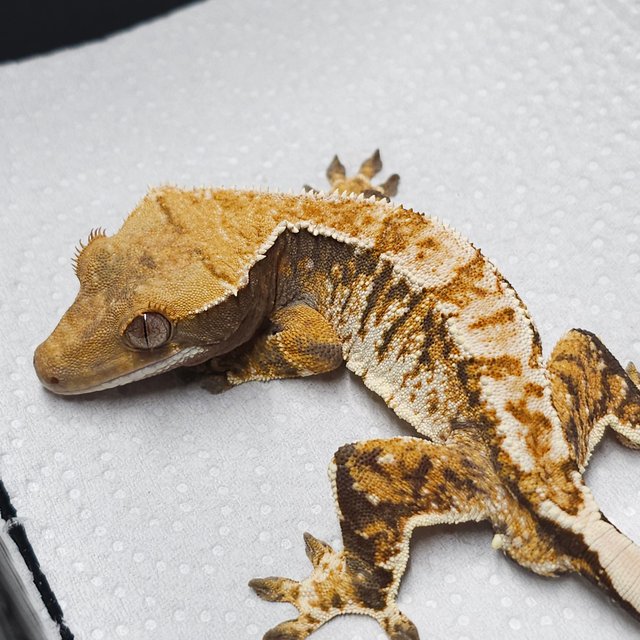 트라이 익스트림할리퀸 텐저린