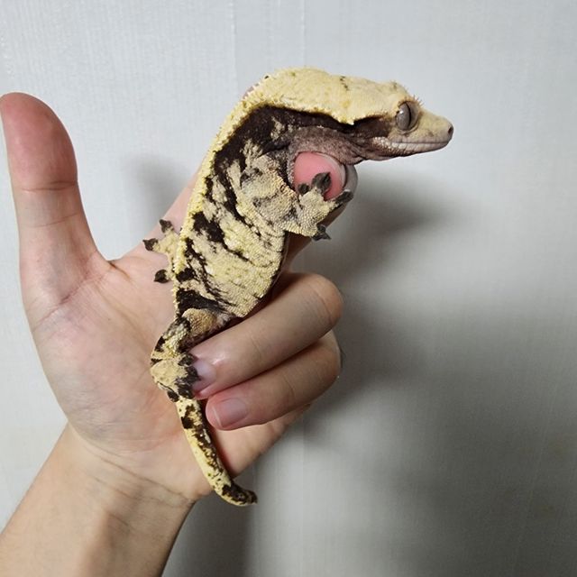 노멀 익스트림할리퀸