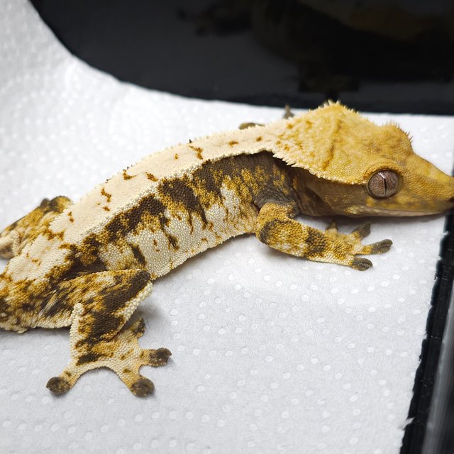 트라이 익스트림할리퀸