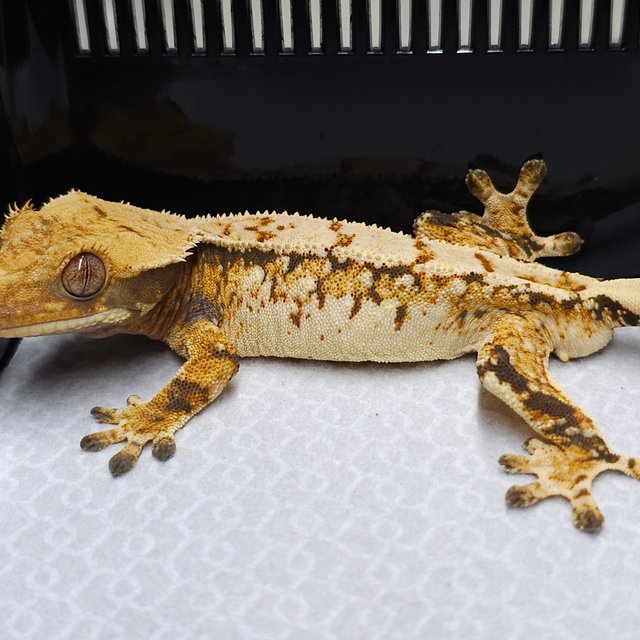 노멀 트라이 익스트림할리퀸