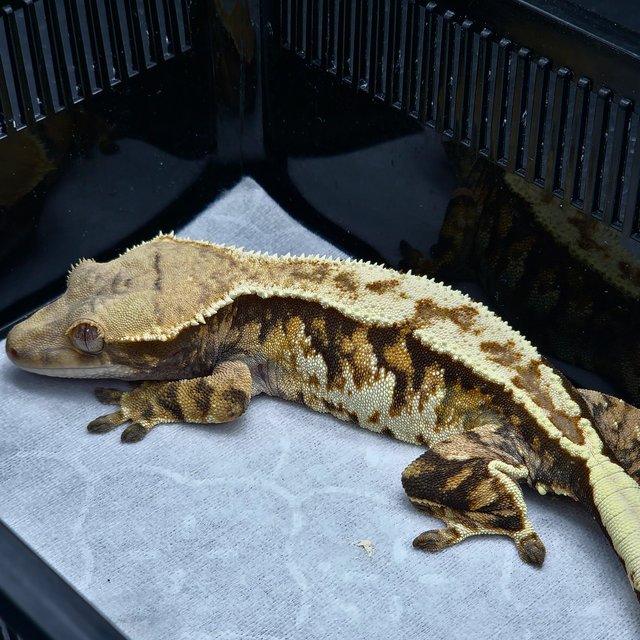 노멀 트라이 텐저린