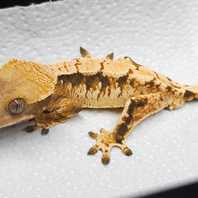 트라이 익스트림할리퀸