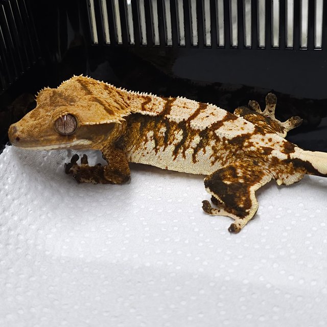 트라이 익스트림할리퀸 텐저린