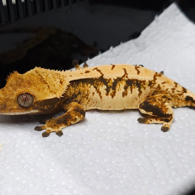 노멀 트라이 익스트림할리퀸