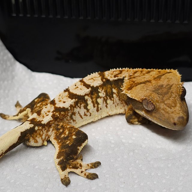 트라이 익스트림할리퀸