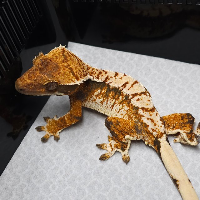 트라이 익스트림할리퀸 텐저린