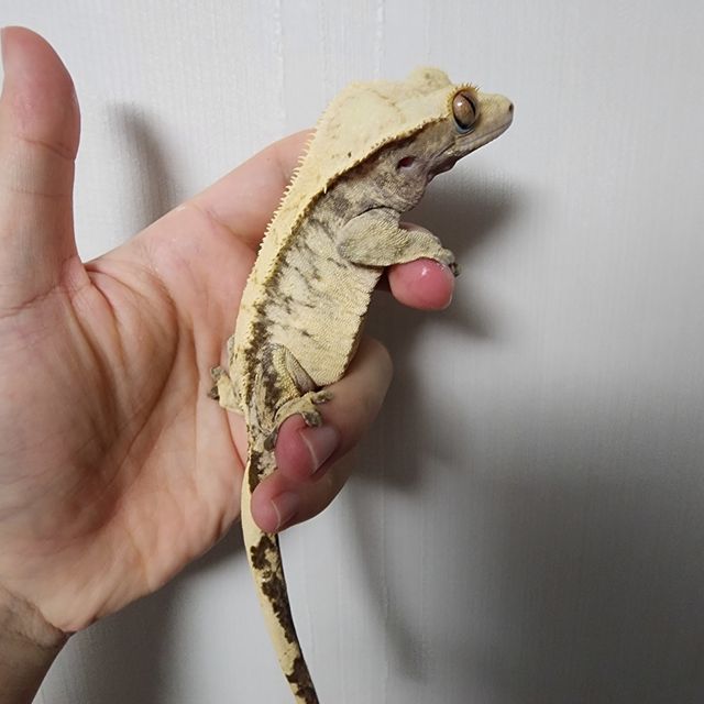 노멀