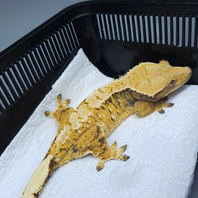 트라이 익스트림할리퀸