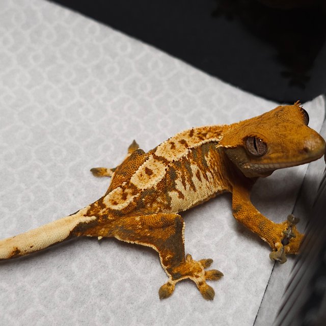 트라이 텐저린 익스트림할리퀸