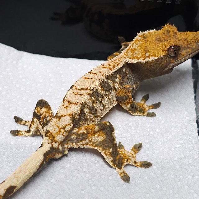 트라이 화이트크라운