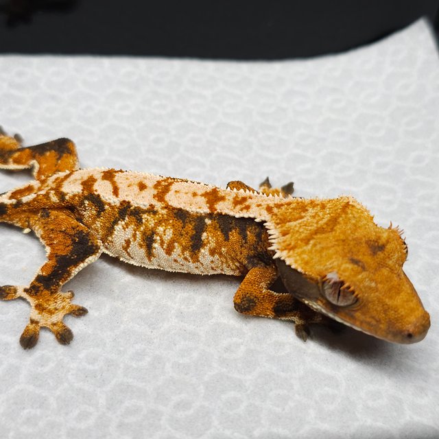 트라이 텐저린 익스트림할리퀸