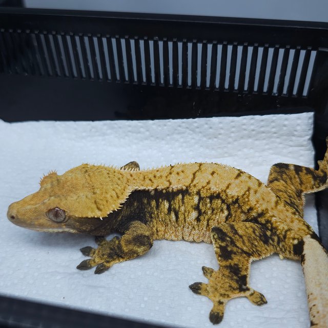 트라이 익스트림할리퀸