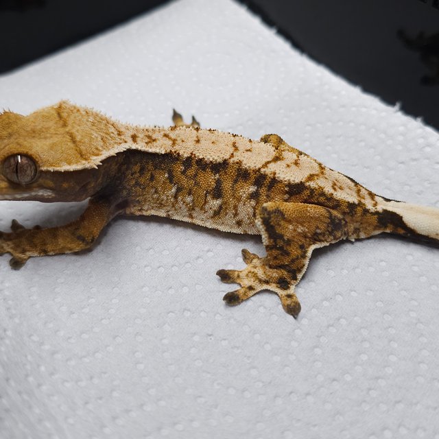 익스트림할리퀸 트라이