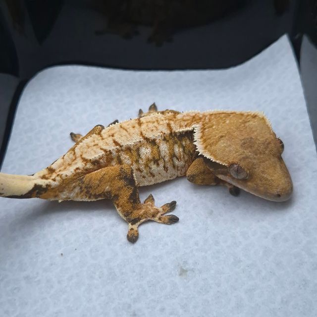 노멀 트라이 익스트림할리퀸 화이트스팟
