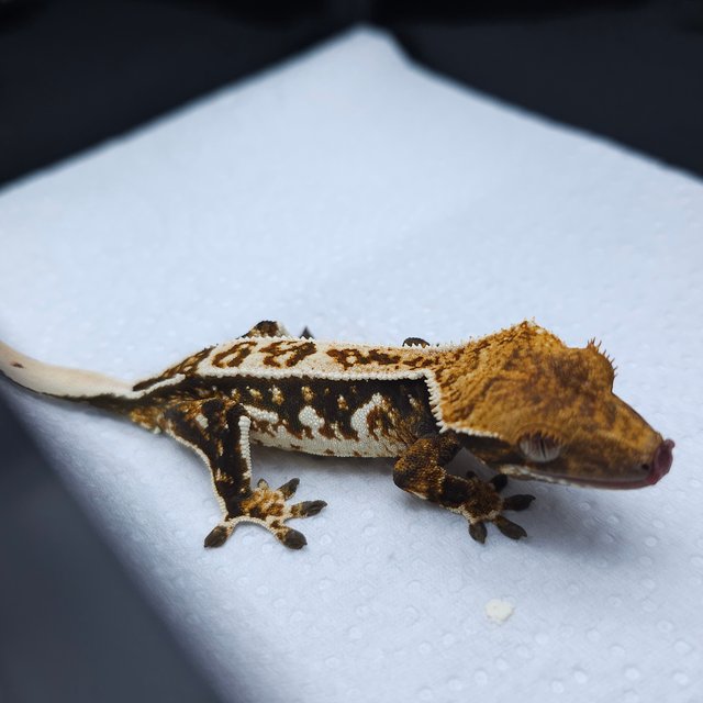 노멀 트라이 쿼드