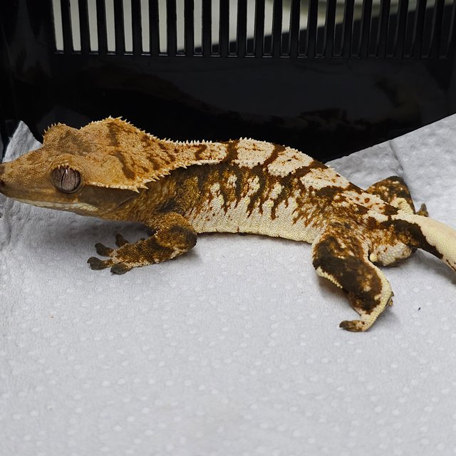 트라이 익스트림할리퀸