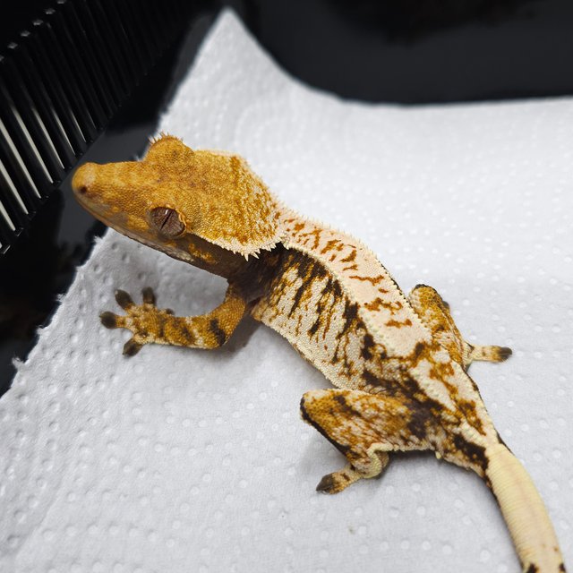 트라이 익스트림할리퀸