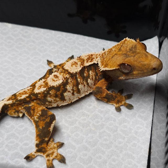 트라이 익스트림할리퀸 텐저린