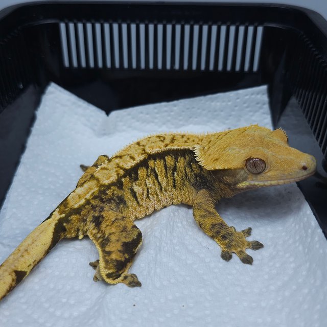 트라이 익스트림할리퀸