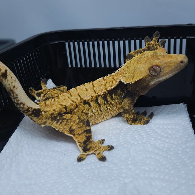 트라이 익스트림할리퀸