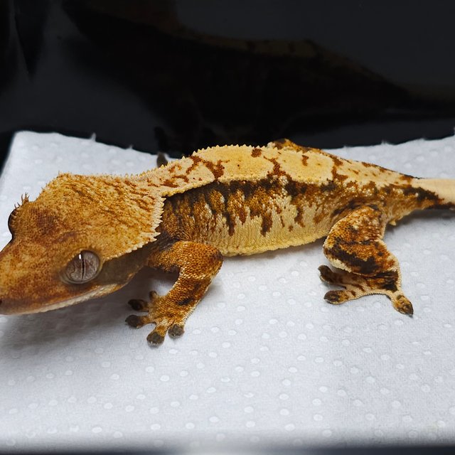 트라이 익스트림할리퀸 텐저린