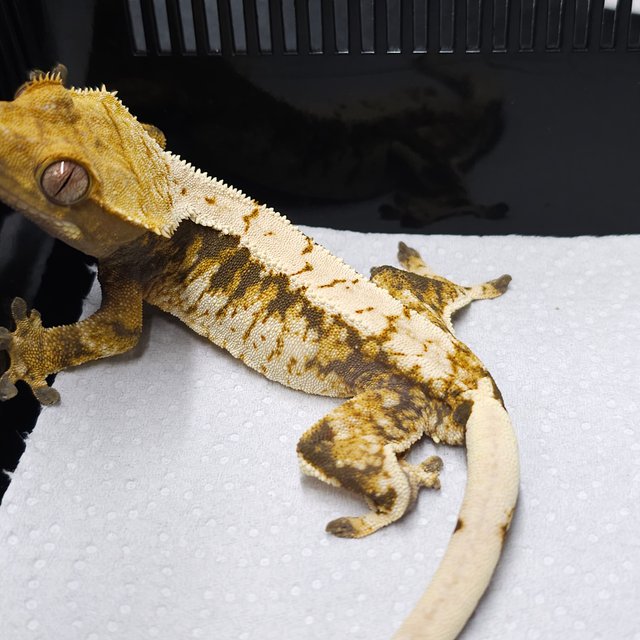 트라이 익스트림할리퀸