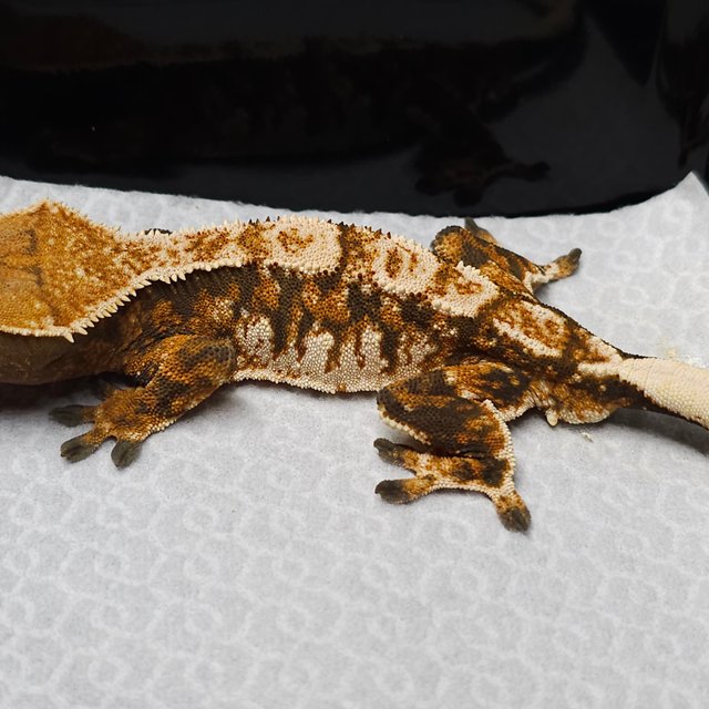 트라이 익스트림할리퀸 텐저린