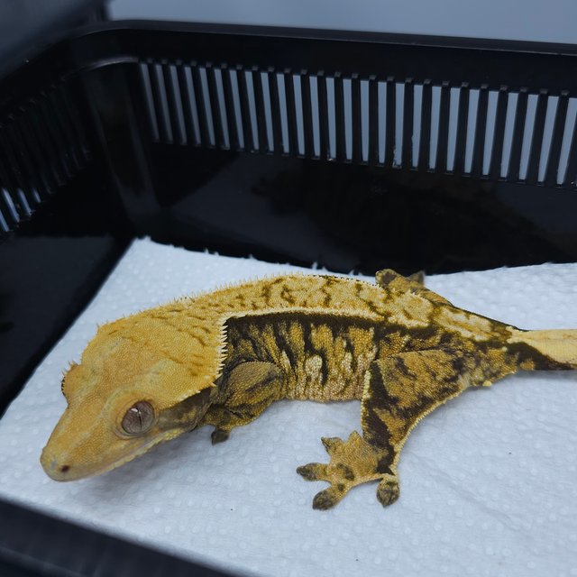 트라이 익스트림할리퀸