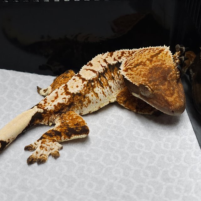 트라이 익스트림할리퀸 텐저린