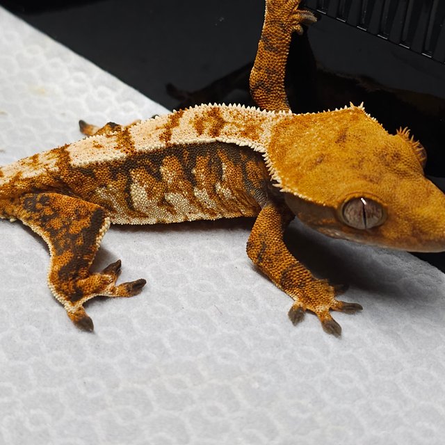 트라이 익스트림할리퀸 텐저린